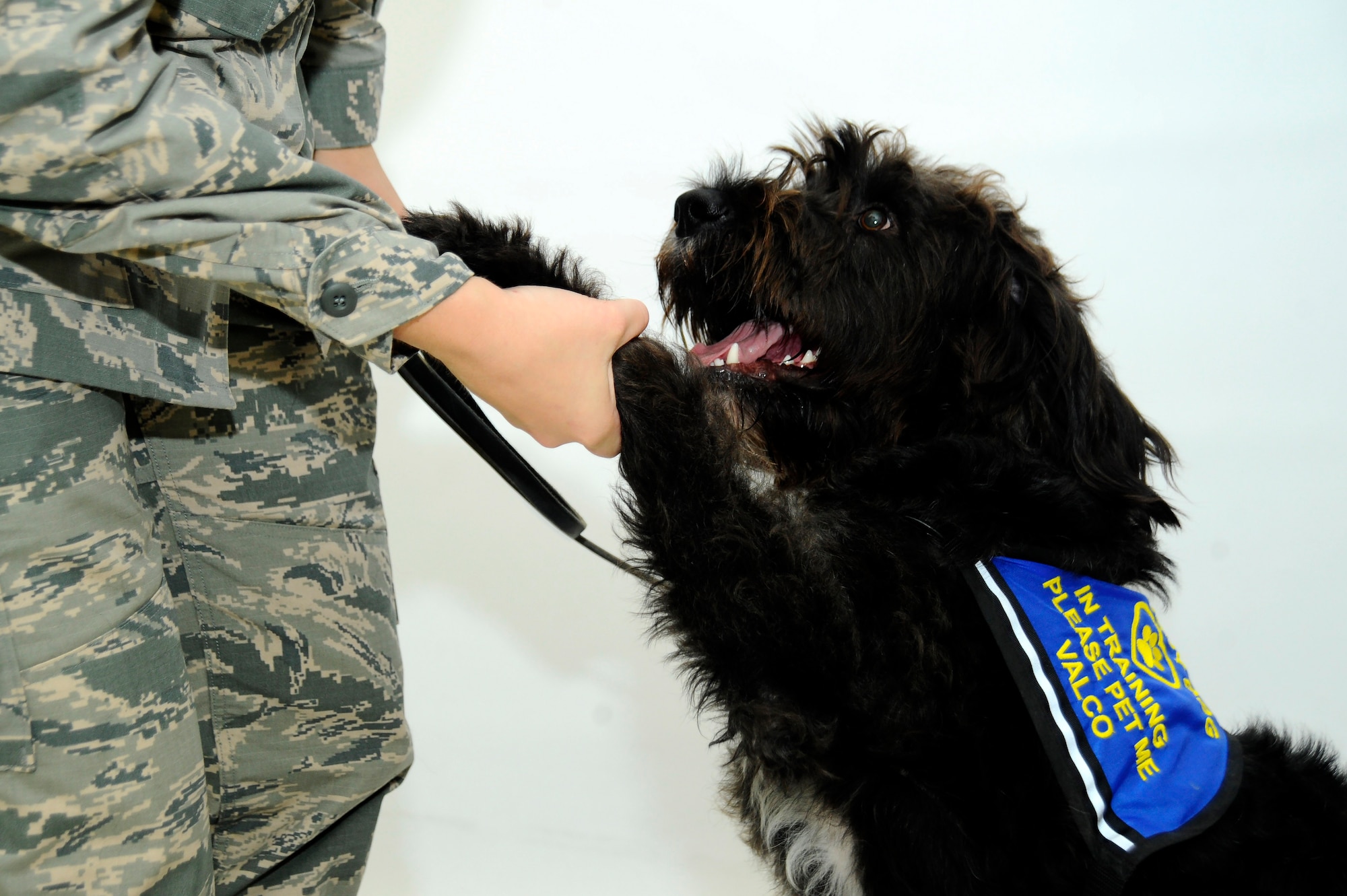 Valco, a therapy dog in training, shakes hands with his handler, Capt. Carmella Burruss, the 22nd Operations Support Squadron deputy chief of wing intelligence, May 25, 2016, at McConnell Air Force Base, Kan. Valco has been taking obedience classes to earn his certification from Therapy Dog International so he can work in Veteran Affairs hospitals. (U.S. Air Force photo/Airman 1st Class Jenna K. Caldwell)
