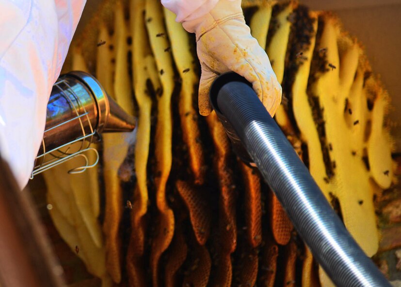 Paul Hopkins, 27th Special Operations Force Support Squadron community center manager, begins to remove a bee hive from a residential area April 30, 2016, in Clovis, N.M. Hopkins uses a combination of smoke and vacuums to safely remove the bees. (U.S. Air Force photo/Senior Airman Chip Slack)