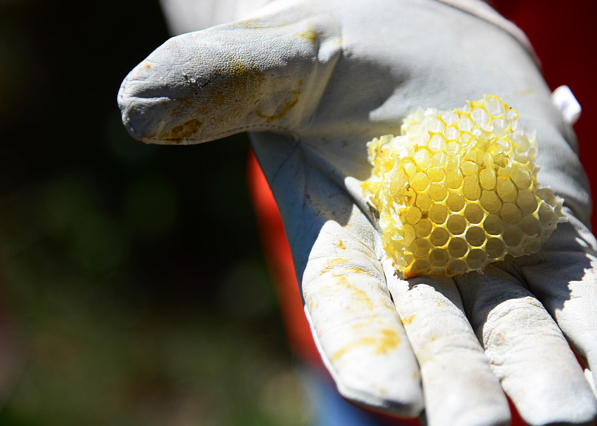 Paul Hopkins, 27th Special Operations Force Support Squadron community center manager, holds a piece of honeycomb that he removed from a bee hive from a residential area April 30, 2016, in Clovis, N.M. Hopkins personally removes dangerous hives from homes to ensure that the bees are able to survive. (U.S. Air Force photo/Senior Airman Chip Slack)