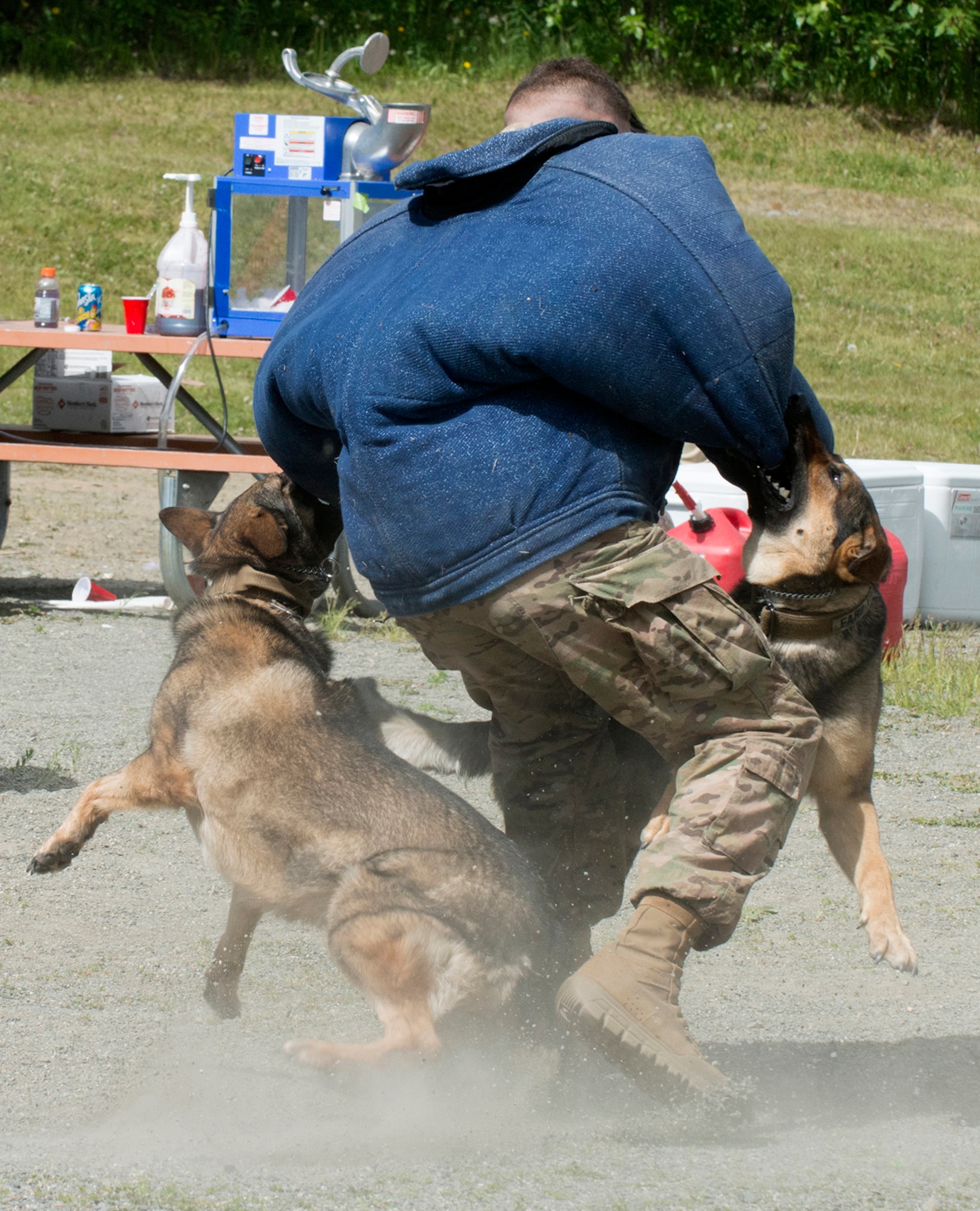 Cpl. Jared Schultz, a dog handler with the 549th Military Working Dog Detachment, demonstrates how two trained dogs can take down an assailant on command. Military Police from the 549th MWD Detachment showcased their dogs’ capabilities during the 40th Cavalry Regiment, 1st Squadron (Airborne), 25th Infantry Division, 4th Infantry Brigade Combat Team (Airborne) Organization Day at Otter Lake Chalet on June 3. Representatives from the 549th MWD Detachment executed a variety of commands for their dogs, to include taking down a running offender and how they assist in a traffic stop.  (U.S. Air Force photo by Tech. Sgt. Vernon Cunningham)