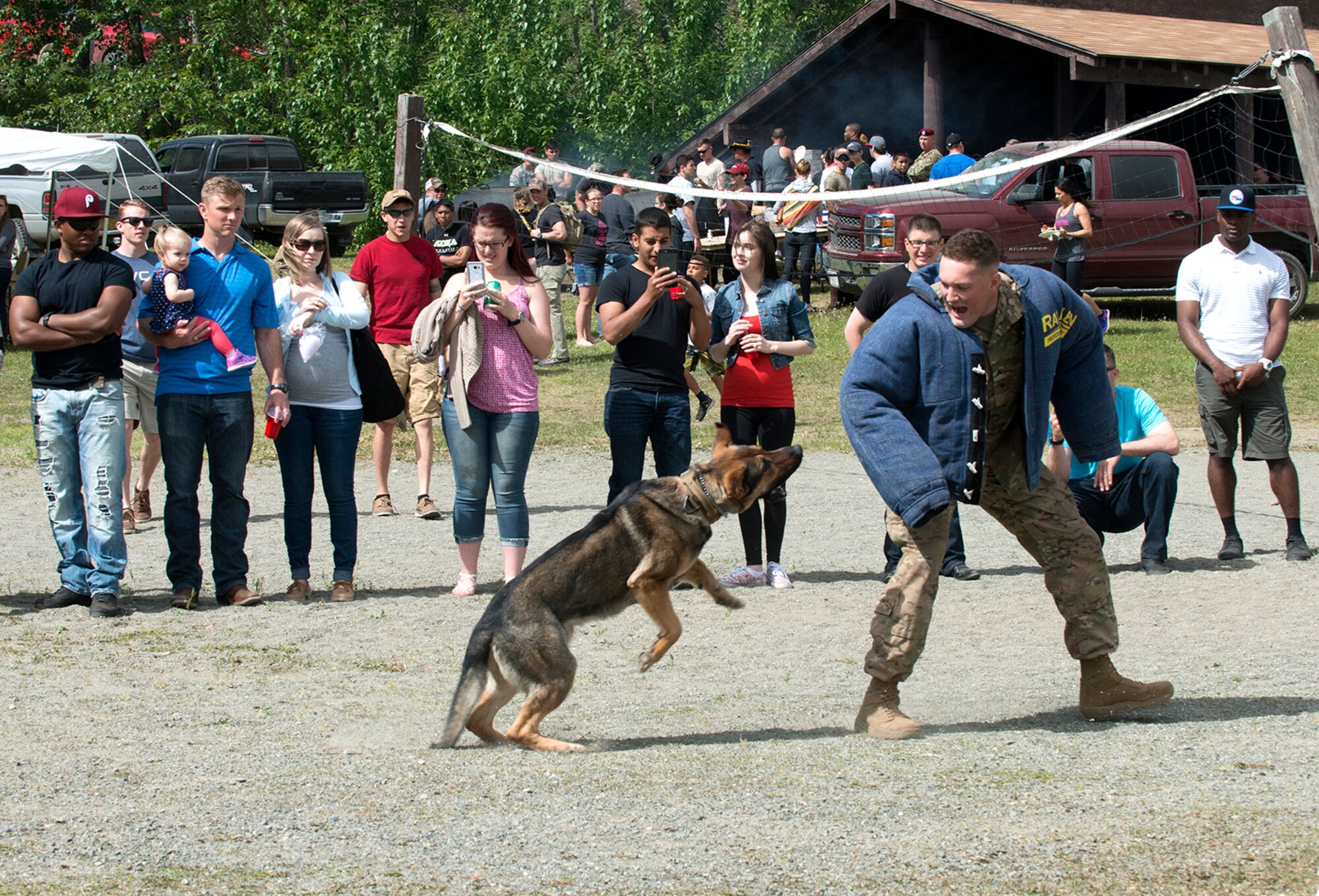 Cpl. Jared Schultz, a dog handler with the 549th Military Working Dog Detachment, demonstrates how a trained dog can take down an assailant on command. Military Police from the 549th MWD Detachment showcased their dogs’ capabilities during the 40th Cavalry Regiment, 1st Squadron (Airborne), 25th Infantry Division, 4th Infantry Brigade Combat Team (Airborne) Organization Day at Otter Lake Chalet on June 3. Representatives from the 549th MWD Detachment executed a variety of commands for their dogs, to include taking down a running offender and how they assist in a traffic stop.  (U.S. Air Force photo by Tech. Sgt. Vernon Cunningham)