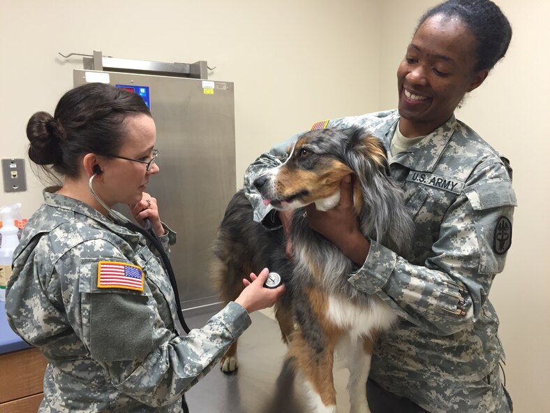 Army Capt. (Dr.) Cassandra Kerwin, officer in charge at the Wright-Patterson Air Force Base Veterinary Treatment Facility, checks the heart rate of Quinn, an Australian shepherd. Assisting is Army Sgt. Erikka Johnson, animal care specialist. (Skywrighter photo/Amy Rollins) 
