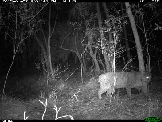A bobcat, Lynx Rufus, prowls through the deep woods at Hurlburt Field, Fla., January 7, 2015. Bobcats are a native species to Florida and have a generally positive impact on people by reducing rodent and bird populations that would otherwise be a nuisance. Photo courtesy of the Hurlburt Field Youth Center.