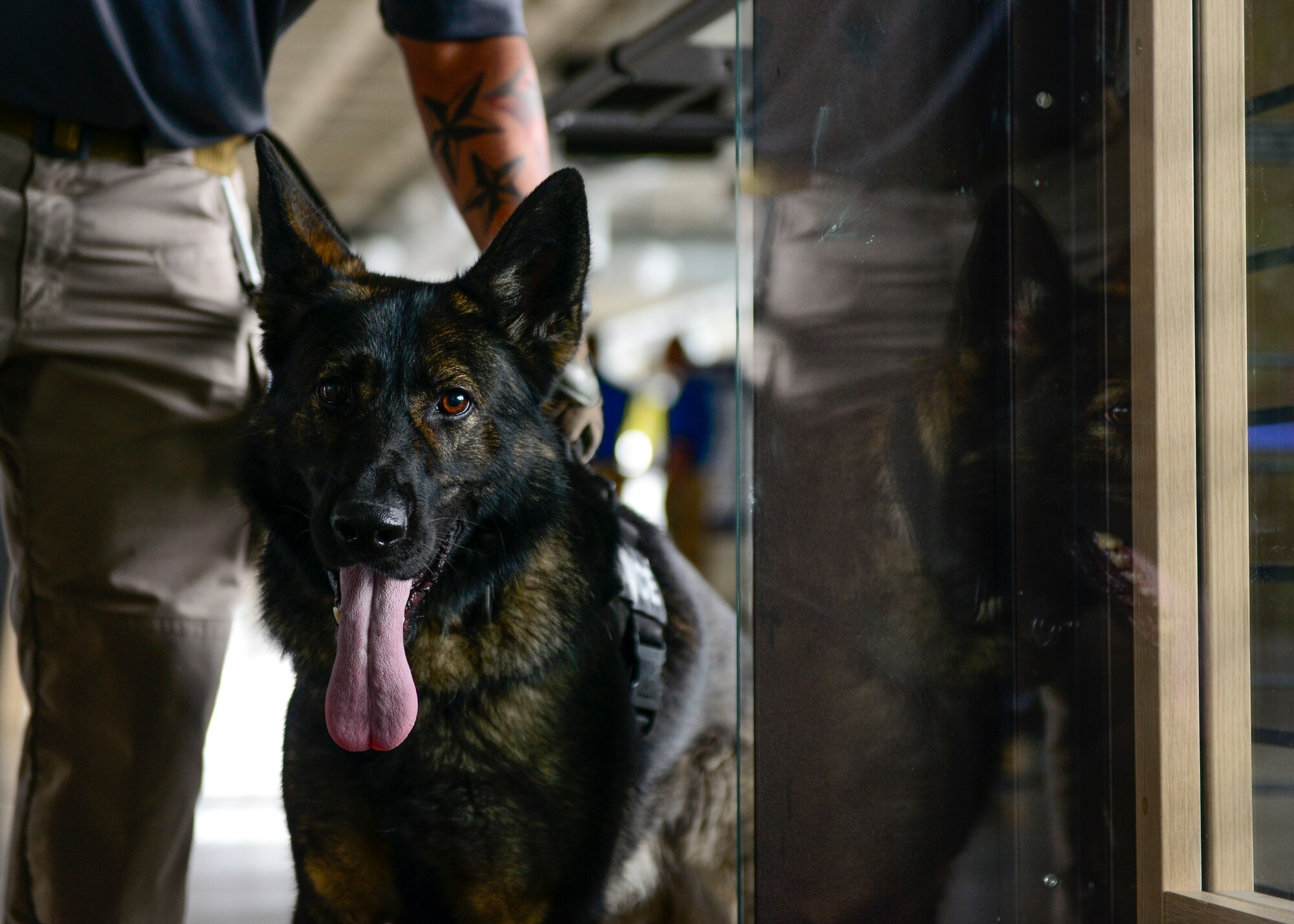 Kika, U.S. Army 525th Military Working Dog Detachment MWD, prepares to enter a room during a working dog training in Venice, Italy, July 8, 2016 The U.S. Air Force 31st Security Forces Squadron, Venezia Polizia Locale and 525th MWD Detachment train together as often as possible share best practices and increase interoperability. (U.S. Air Force photo by Senior Airman Krystal Ardrey/Released)