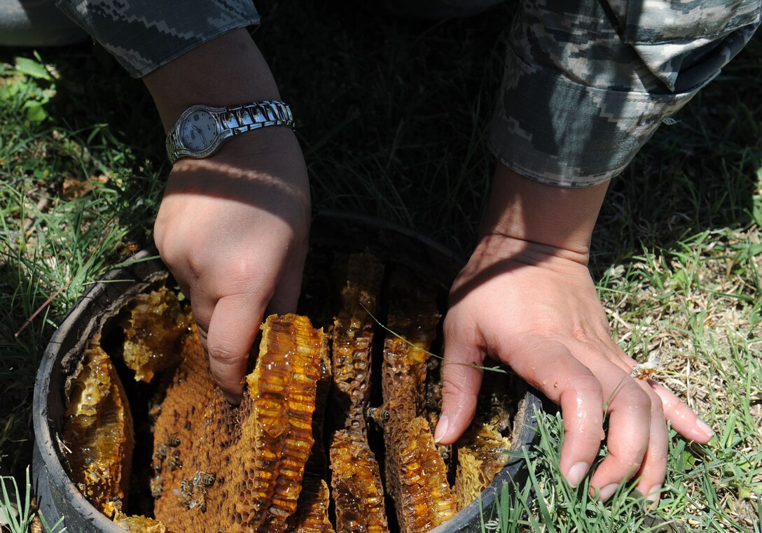 Staff Sgt. Feleena Farris, 22nd Civil Engineer Squadron pest management craftsman, retrieves a honeycomb from an irrigation hole, June 8, 2016, at McConnell Air Force Base, Kan. The bees were relocated to a less populated part of base where they can rebuild their hive. (U.S. Air Force photo/Senior Airman David Bernal Del Agua)
