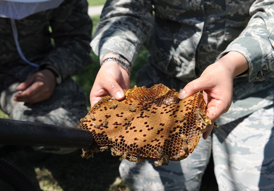 Clay Sattler, 22nd Civil Engineer Squadron pest management foreman, vacuums up bees from a honeycomb while Staff Sgt. Feleena Farris, 22nd CES pest management craftsman, holds it, June 8, 2016, at McConnell Air Force Base. The pest management team relocated the bees after the insects built a hive next to a sidewalk where the child development center staff and children frequently walk. (U.S. Air Force photo/Senior Airman David Bernal Del Agua)