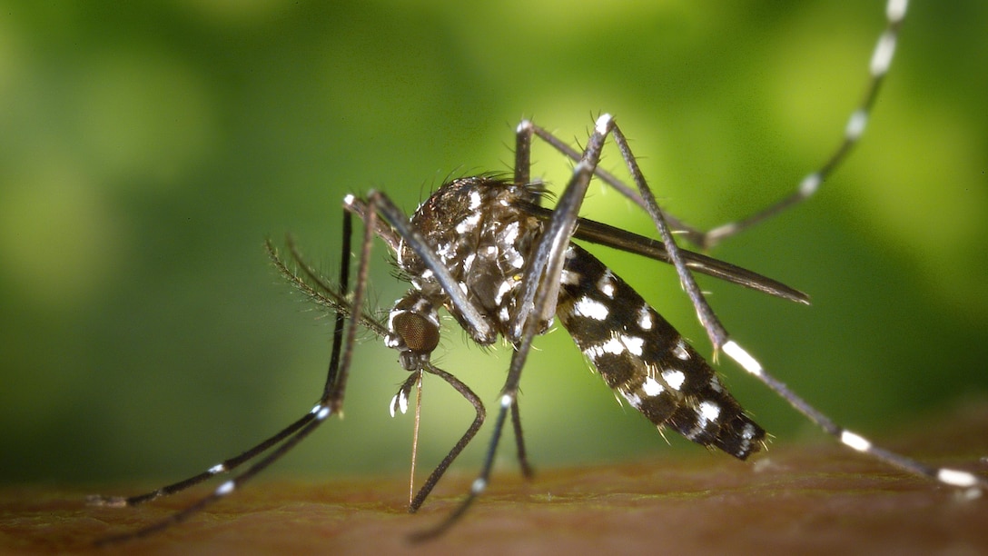 The Aedes Aegypi mosquito is one of two found in tropical climate countries which is capable of carrying the Zika virus. It is not native to the United States but has been found in 12 of California’s 58 counties. The mosquitoes are transported into this country by visitors and residents.