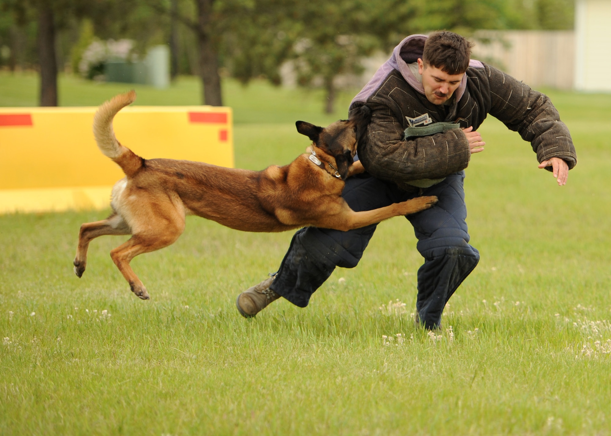 Zumba, 319th Security Forces Squadron military working dog, tears into Staff Sgt. Richard Lynn, 319th SFS military working dog trainer, June 11, 2016, on Cavalier Air Force Station, N.D. The 319th SFS MWD Unit provided a demonstration during the Cavalier AFS Open House. (U.S. Air Force photo by Senior Airman Ryan Sparks/Released)