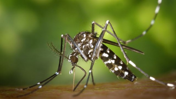 Mosquito