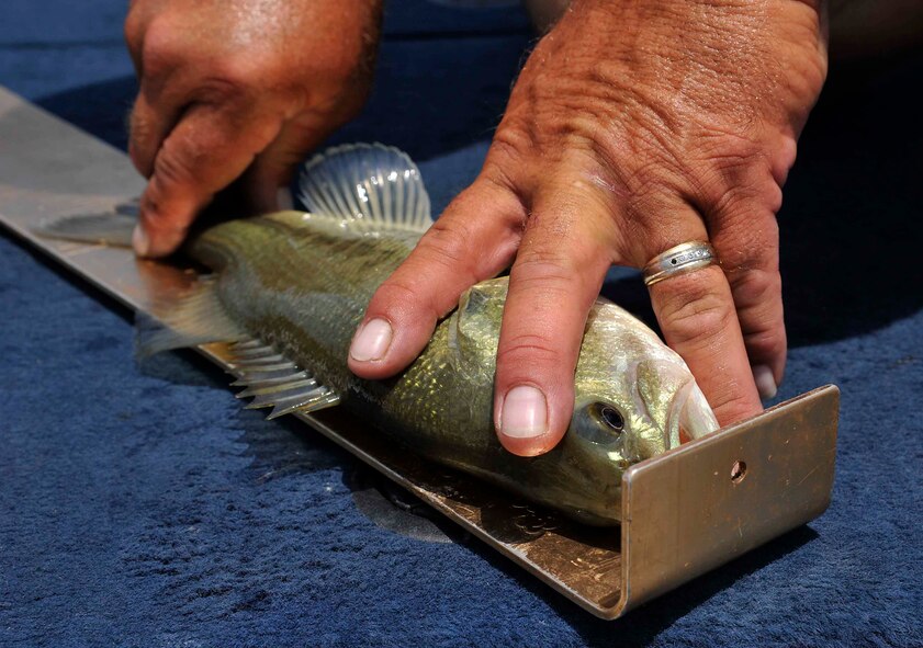 Bryan Fahler, American Bass Anglers member, measures a fish he caught, June 11, 2016, at Big Hill Lake in Cherryvale, Kan. Fahler was one of many members of ABA who participated in this year’s Take an Airman Fishing event, which allowed McConnell Air Force Base Airmen to join them during a fishing tournament. (U.S. Air Force photo/Airman Erin McClellan)