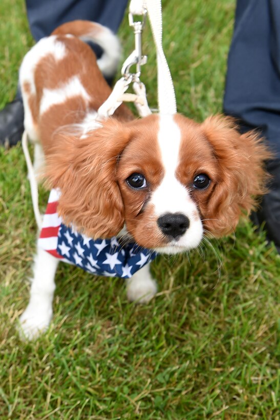 All different kinds of members of the Buffalo Grove community turned out to commemorate Flag Day, including 4-month-old Monty, who showed up wearing his American Flag bandana, June 14, 2016.
(U.S. Army photo by Sgt. Aaron Berogan/Released)