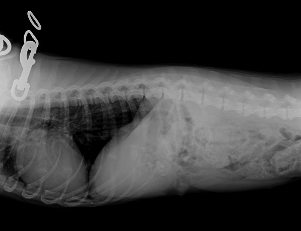 Providing care for Barksdale animals > Barksdale Air Force Base > Display