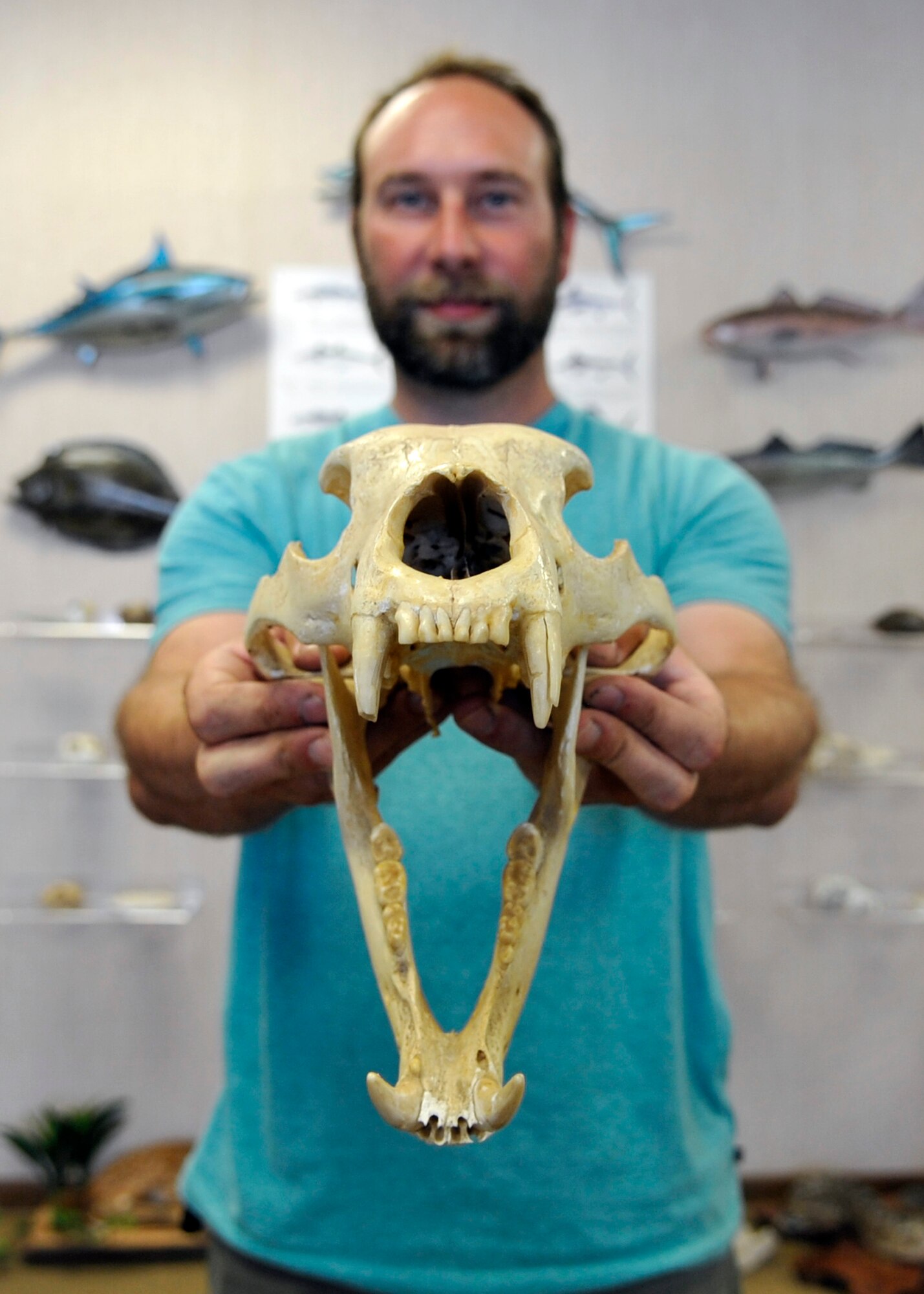 Jared Kwitowski, a wildlife biologist assigned to the 325th Civil Engineer Squadron Natural Resources, holds a black bear skull at the Natural Resources office June 10, 2016. The black bear is found on Tyndall AFB, and it is the only species of bear found in Florida. Adult males weigh between 250 and 350 pounds and females usually weigh 130 to 180 pounds. (U.S. Air Force photo by Senior Airman Sergio A. Gamboa/Released) 