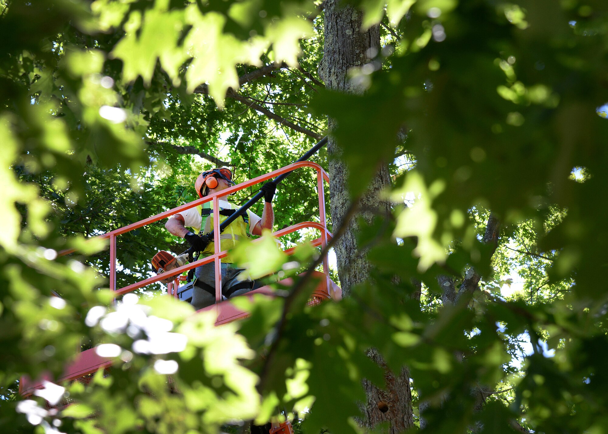 Steven Morris, 66th Civil Engineering Division grounds maintenance, removes branches from a tree that will be cut down on base June 15. The tree located by the base pool is being removed for safety reasons. (U.S. Air Force photo by Linda LaBonte Britt)