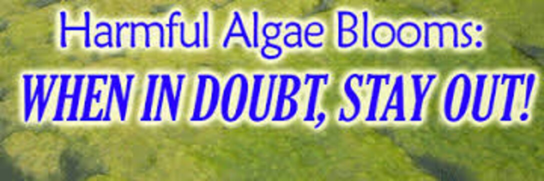 Blue Green Algae notice