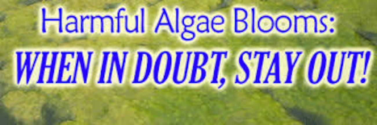 Blue-green algae are actually types of bacteria known as Cyanobacteria. Click the links below for updated information.
