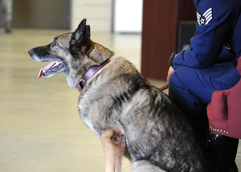 Ferra, 319th Security Forces Squadron military working dog, sits with her handler during her retirement ceremony June 14, 2016, on Grand Forks Air Force Base, N.D. Military working dogs are given the same honors as any other Airman when they retire and are then adopted by a family. (U.S. Air Force photo by Senior Airman Ryan Sparks/Released)