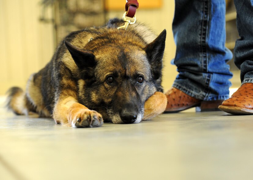 Ferra, 319th Security Forces Squadron military working dog, relaxes on the cold floor in the 319th SFS building June 14, 2016, on Grand Forks Air Force Base, N.D. Ferra was adopted by the Sherod family and will spend the rest of her life on their family farm. (U.S. Air Force photo by Senior Airman Ryan Sparks/Released)