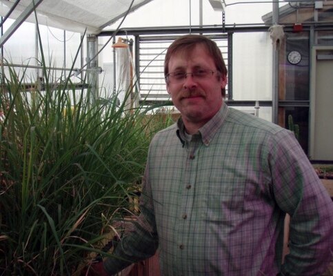 Tim Cary, research agronomist with the U.S. Army Engineer Research and Development Center’s Cold Regions Research and Engineering Laboratory, monitors switchgrass in a CRREL greenhouse in Hanover, New Hampshire.
