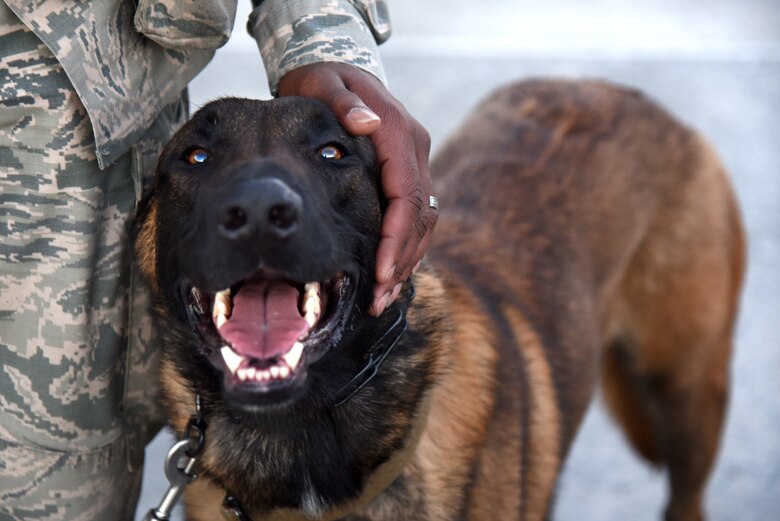 Ppaul, 21st Security Forces Squadron military working dog, is comforted by Senior Airman Tariq Russell, 21st Security Forces Squadron military working dog handler, after completing an inspection at Peterson Air Force Base, Colo., June 14, 2016. Ppaul is a 3-year-old Belgian Malinois. (U.S. Air Force photo by Airman 1st Class Dennis Hoffman)
