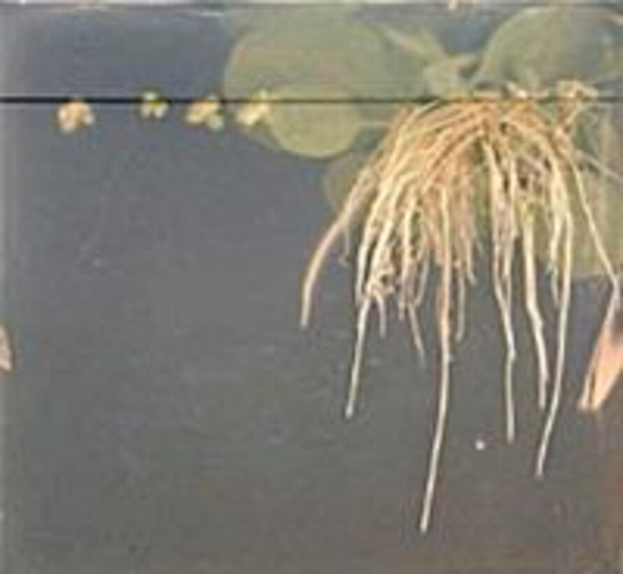 Plants growing in 0.1 mM TNT. In the laboratory, non-transgenic plants extracted very little TNT and the toxic effects were clearly visible (left). Transgenic plants with bacterial NR displayed minimal signs of phytotoxicity (right) and removed all of the TNT. (Photo courtesy of https://www.SERDP-ESTCP.org)
