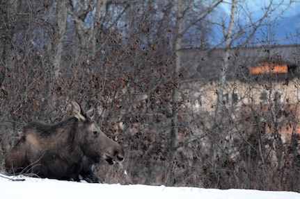 A moose rests near the Cherry Hill housing community at Joint Base Elmendorf-Richardson, Alaska, February 22, 2016. If a moose attack happens – hit the ground, roll up into a ball, cover your head and wait, said Mark Sledge, 673d Civil Engineer Squadron senior conservation law enforcement officer. (U.S. Air force photo by Airman 1st Class Javier Alvarez)