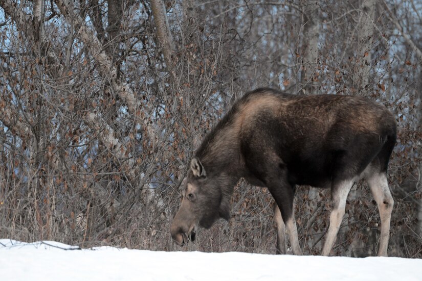 A moose grazes near the Cherry Hill housing community at Joint Base Elmendorf-Richardson, Alaska, February 22, 2016.  According to the Alaska Department of Fish and Game, more people are injured by moose than bears. (U.S. Air force photo by Airman 1st Class Javier Alvarez)