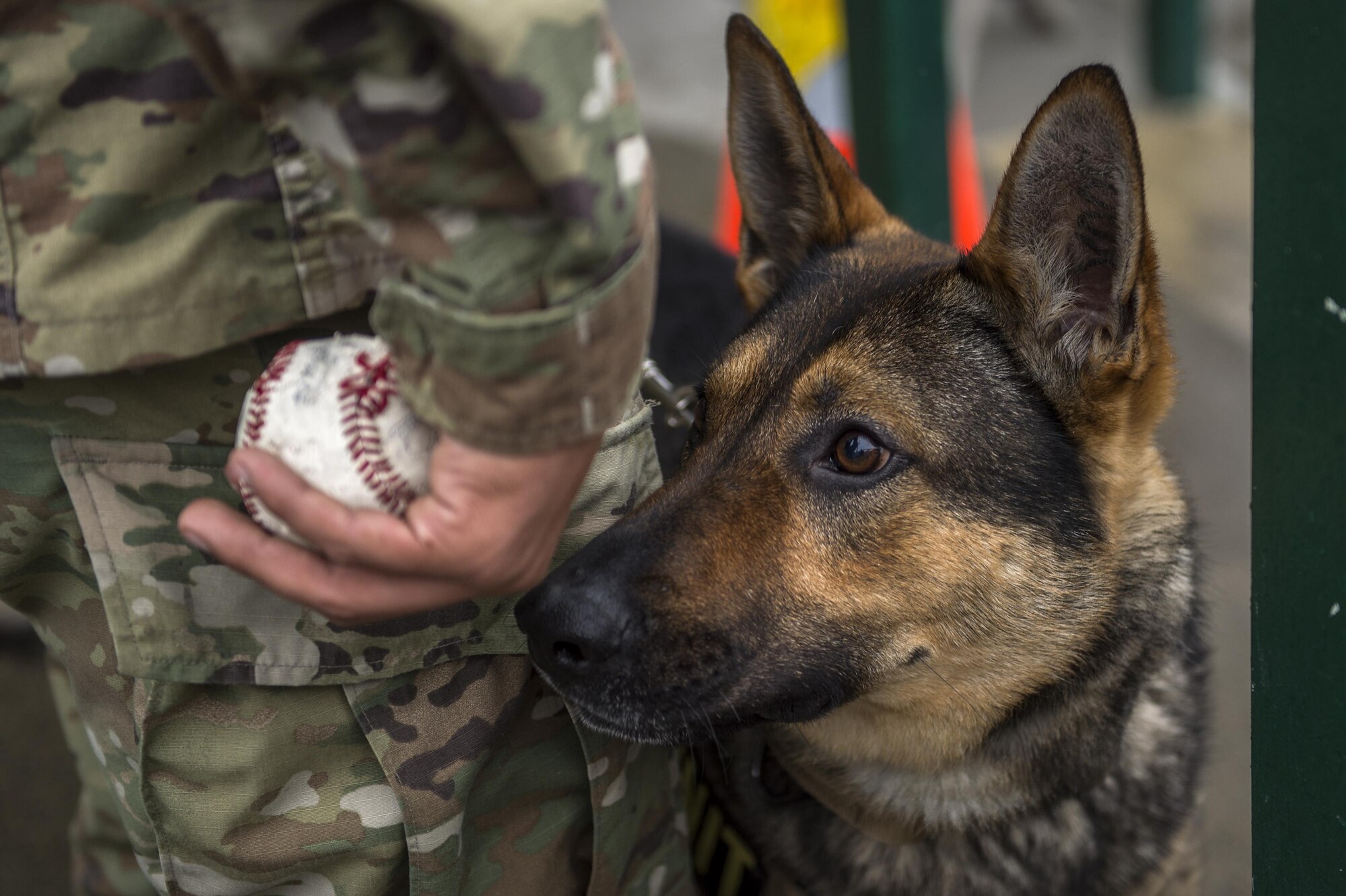 U.S. Army Military Working Dog Faro, focuses on the ball he will deliver to the pitcher's mound for the ceremonial first pitch for the Anchorage Bucs Military Appreciation Game at Mulcahy Stadium in Anchorage, Alaska, June 19, 2016. (U.S. Air Force photo by Senior Airman James Richardson/Released)