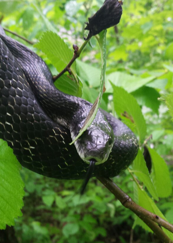 A calm black rat snake sits in a tree saying hello to the hikers on the Gorge loop trail at Caesar Creek Lake.