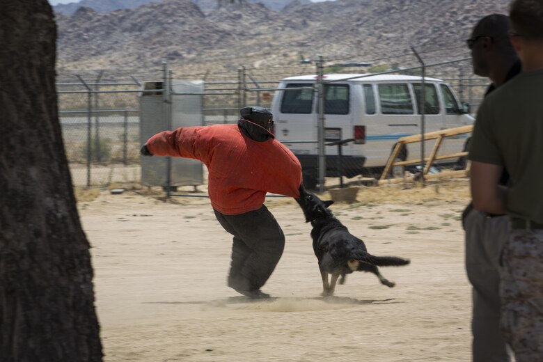 Bono, military working dog, bites Sgt. Derrick P. Hamilton, criminal investigator, Provost Marshals Office, during a K-9 demonstration from the MWD section as part of the Joshua Tree Community Days Summer Splash at the Joshua Tree Community Center in Joshua Tree, Calif., June 18, 2016. (Official Marine Corps photo by Lance Cpl. Levi Schultz/Released)