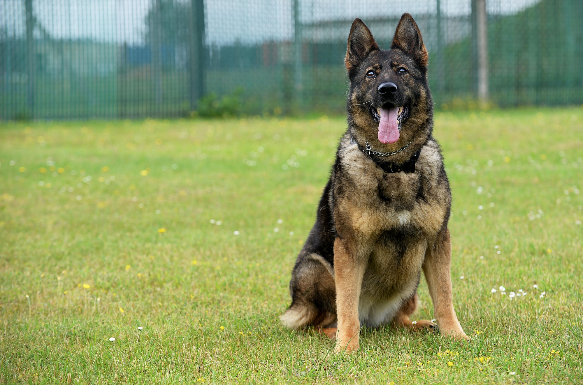U.S. Air Force Military Working Dog, Gina, sits for a photograph June 23, 2016, on RAF Mildenhall, England. Gina is an 8-year-old German Shephard trained to sniff out anything from narcotics to explosives. (U.S. Air Force photo by Airman 1st Class Tenley Long/Released) 