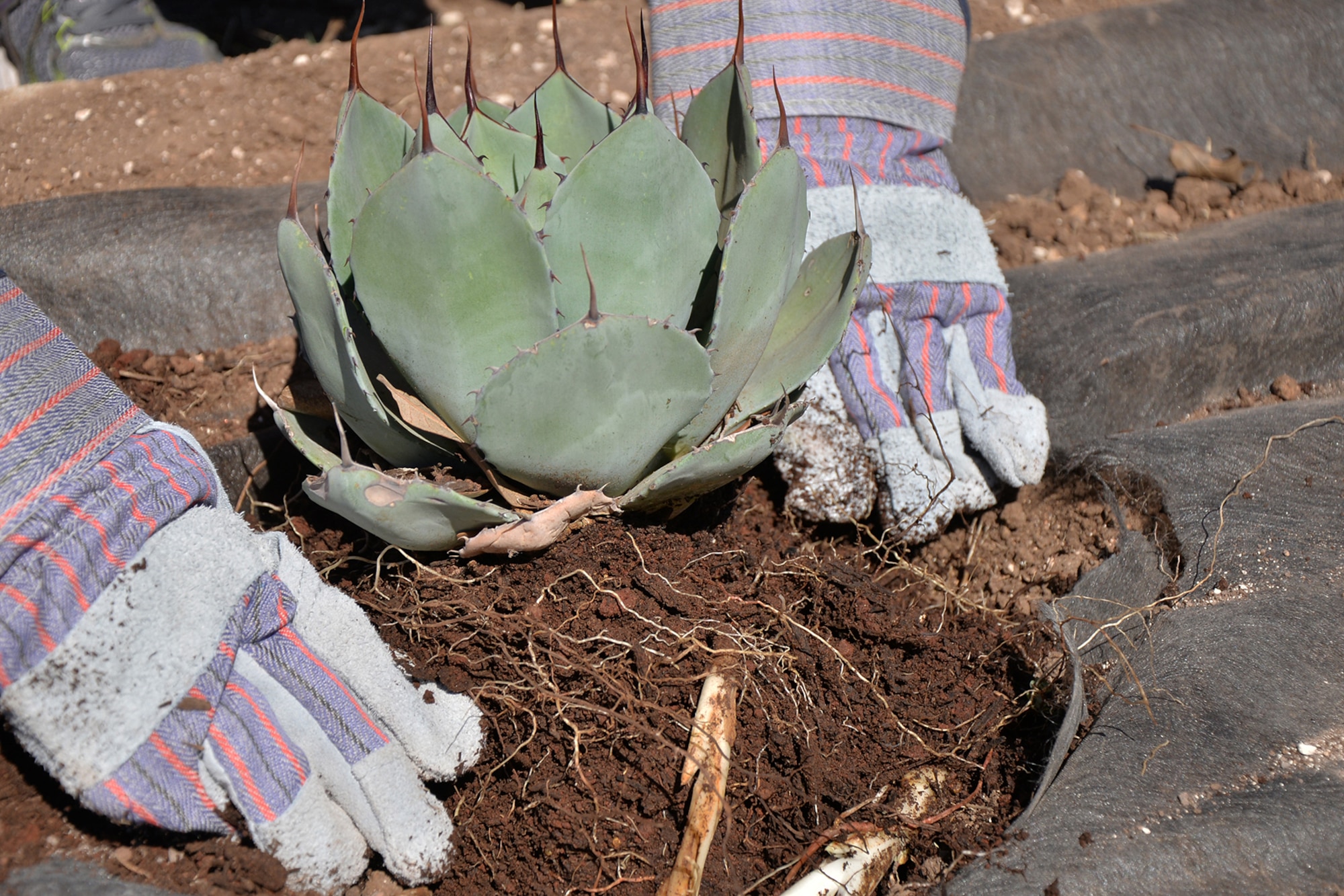 An Airman plants a succulent near the Carswell Field House on Goodfellow Air Force Base, Texas, June 23, 2016. As part of a troop walk beautification project, Airmen used drought resistant plants that can survive exposure to long periods of extreme heat. (U.S. Air Force photo by Airman 1st Class Randall Moose/Released)