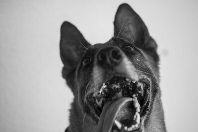 Include every member of your family - including canine, feline, or otherwise - in your emergency plan. Your furry or feathered friend requires special care and accommodations during an emergency. 