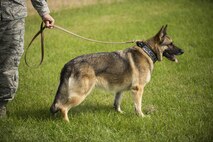 Military Working Dog Cyndy awaits command from her handler during a demonstration for Heroes in Training at Minot Air Force Base, N.D., June 24, 2016. A K-9 demonstration was one of many events put on for Minot youth to showcase different first responding units. (U.S. Air Force photo/Airman 1st Class Christian Sullivan)