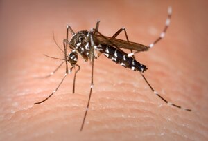 There are about 30 mosquito species in the Hampton Roads area, most of which are potential carriers of human viral diseases, according to the 633rd Aeromedical Squadron Public Health Office.  (Center for Disease Control photo by James Gathany)
