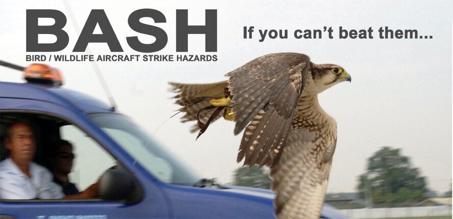 BASH Graphic