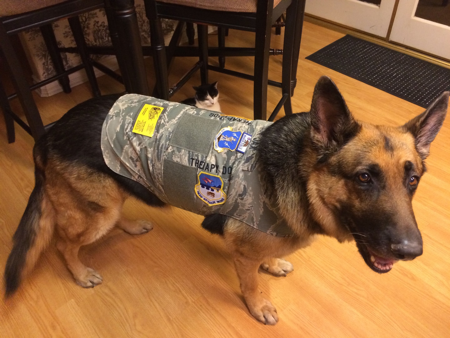 Jax is a German shepherd who is completing training as a certified therapy dog for the 163rd Attack Wing at March Air Reserve Base. Jax tries on his new vest adorned with all the unit patches from March Air Reserve Base. 