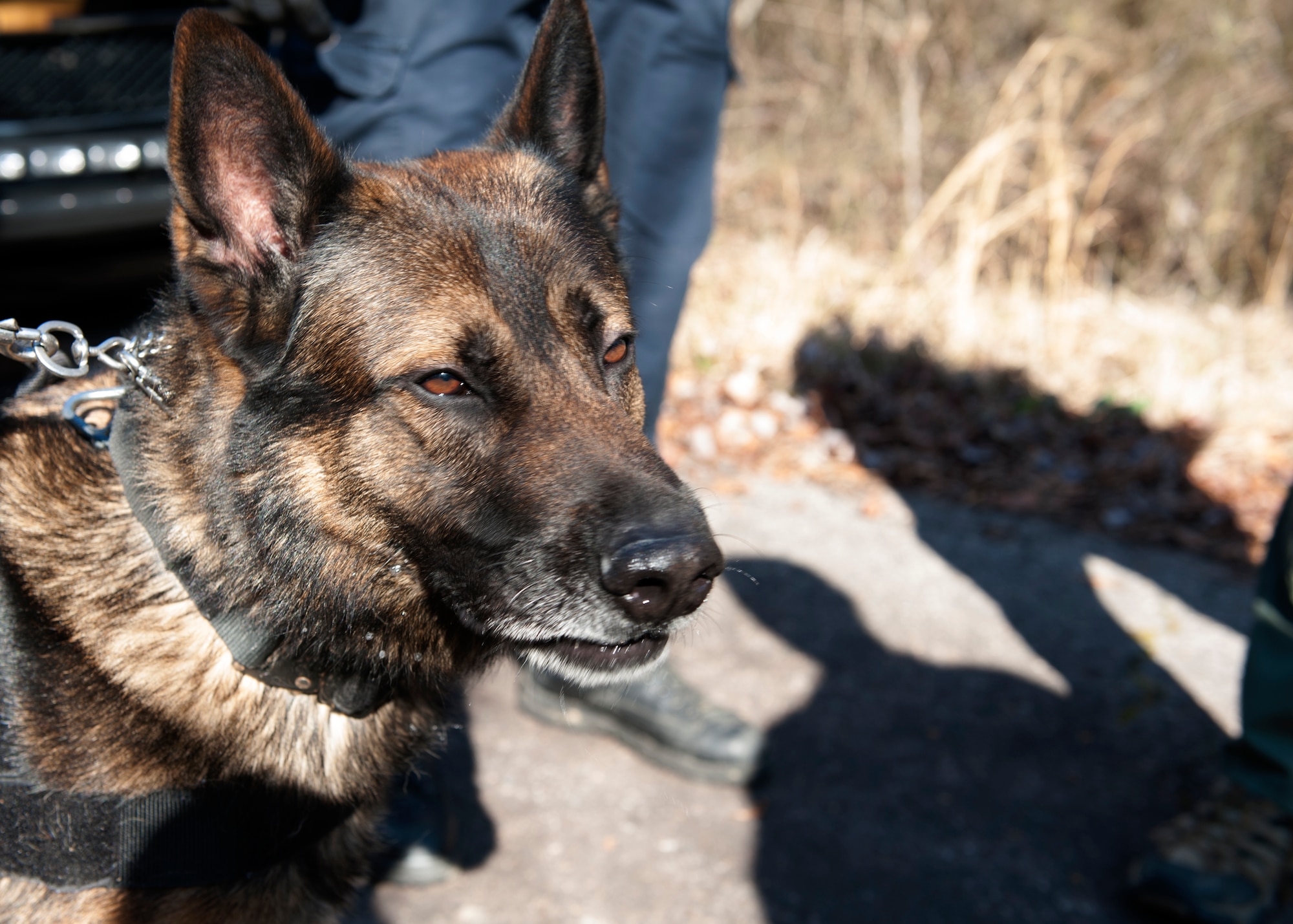 Military Working Dog Adam waits to participate in a training scenario Feb. 25, 2016, at Little Rock Air Force Base, Ark. (U.S. Air Force photo by Airman 1st Class Mercedes Taylor) 