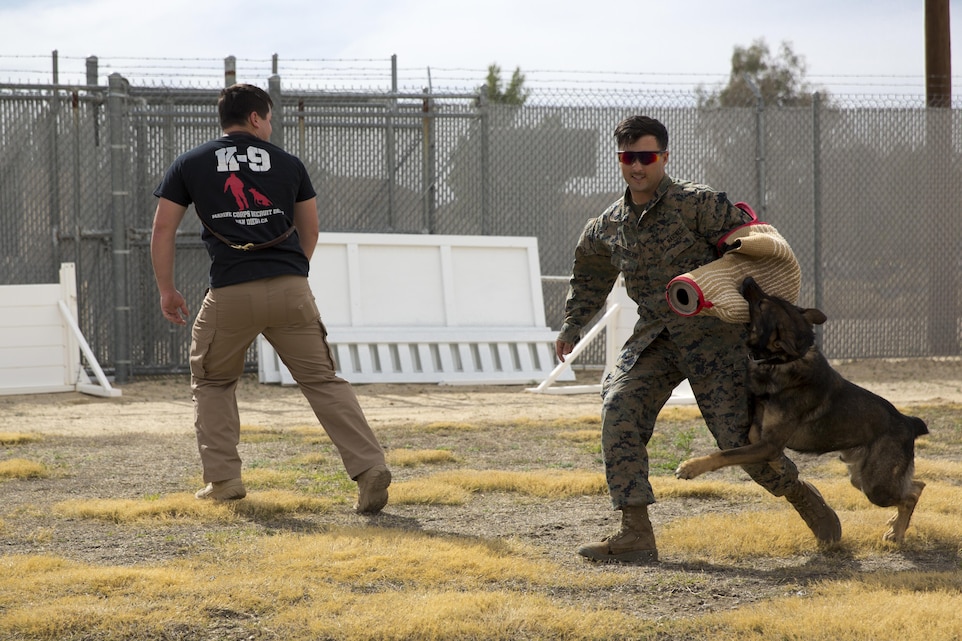 Officer Alan L. Steele, military working dog handler, MWD Section, Provost Marshals Office, commands Gabi, MWD, to bite Sgt. Darren Westmoreland, MWD handler, MWD Section, PMO, during the 13th annual Job Shadowing Event aboard the Combat Center Feb. 23, 2016. The event began as a partnership between the Morongo Unified School District and the installation and provides students with insight on potential careers. (Official Marine Corps photo by Lance Cpl. Levi Schultz/Released)