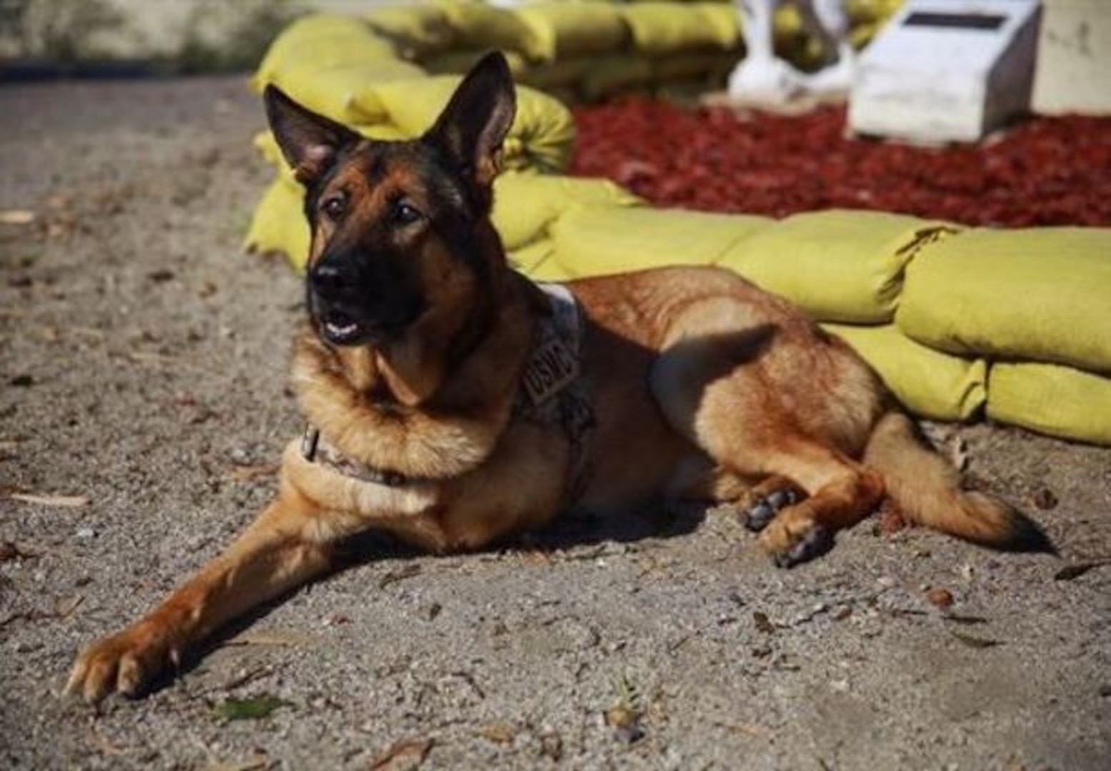 Lucca, a 12-year-old retired Marine Corps military working dog, visits Camp Pendleton Feb. 29, 2016. Lucca has been selected to receive the Dickin Medal, which acknowledges outstanding acts of bravery or devotion to duty by animals serving with the armed forces or civil defense. (U.S. Marine Corps photo by Lance Cpl. Caitlin Bevel) 