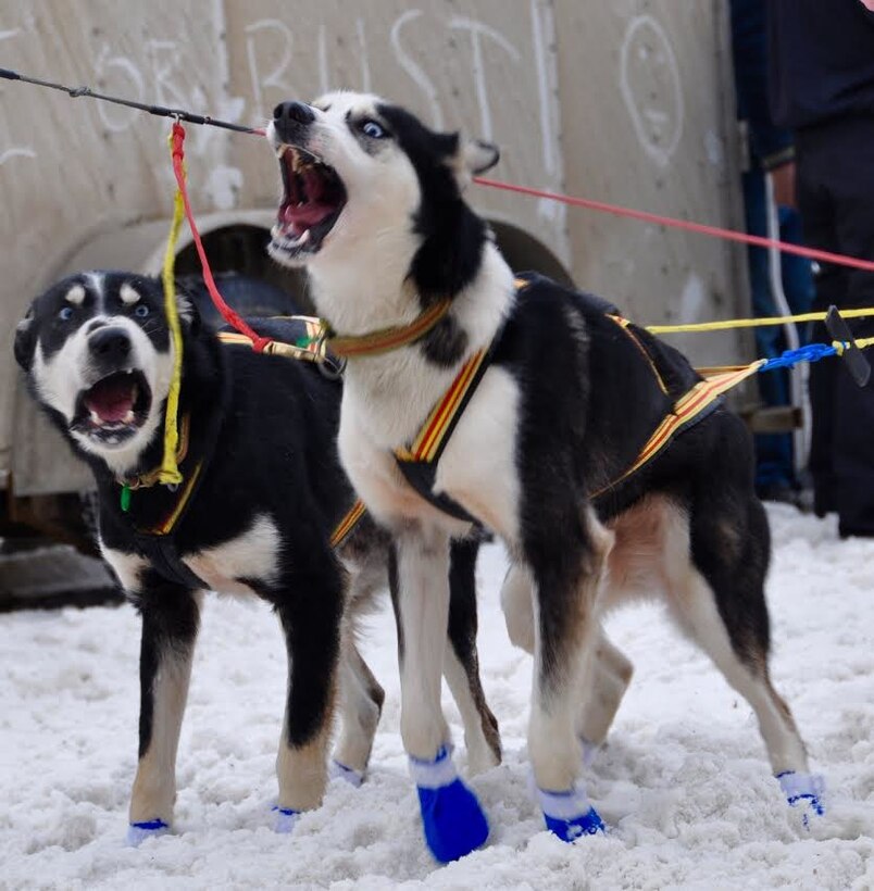 Dogs were ready to run at the start of the Iditarod race in Anchorage, Alaska March 5. For the second year in a row the Air Force Reserve is a Lead Dog Sponsor for the Iditarod Race, known as The Last Great Race on Earth. The Iditarod is a 1,000-mile sled dog race across the rugged terrain of Alaska. (U.S. Air Force / Tech. Sgt. Kimberly Rae Moore) 