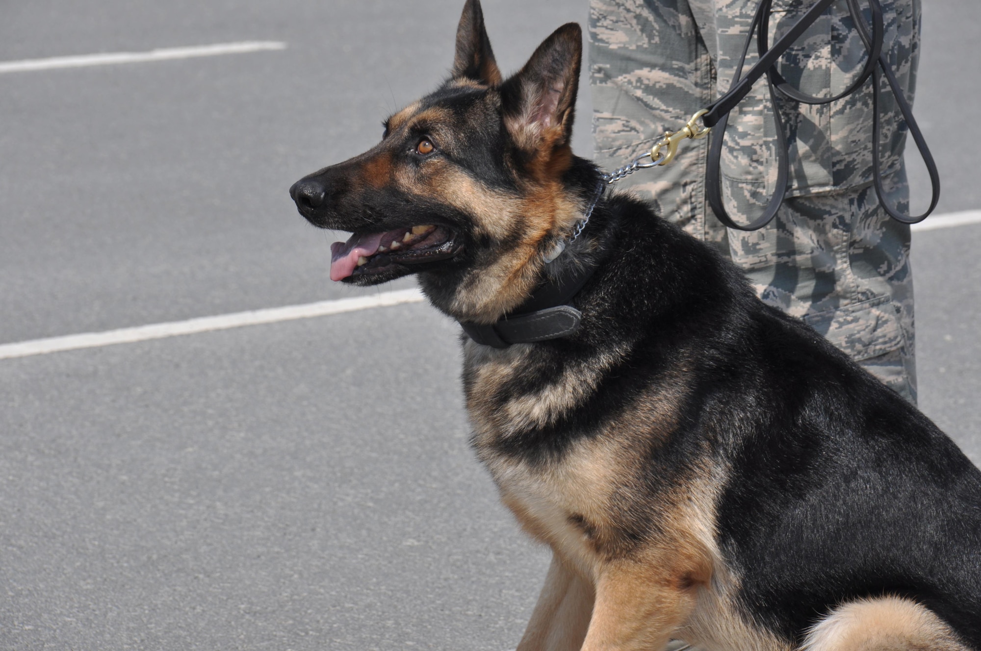 Mink, a 379th Expeditionary Security Forces Squadron military working dog, keeps a watchful eye on a suspect during an MWD demonstration in the Blatchford Preston Complex gym parking lot at Al Udeid Air Base, Qatar March 3. The demonstration was conducted for approximately 200 American School of Doha students during a base visit. The students also toured a KC-135 Stratotanker and met with U.S. Airmen from a variety of specialties. (U.S. Air Force photo by Tech. Sgt. James Hodgman/Released)