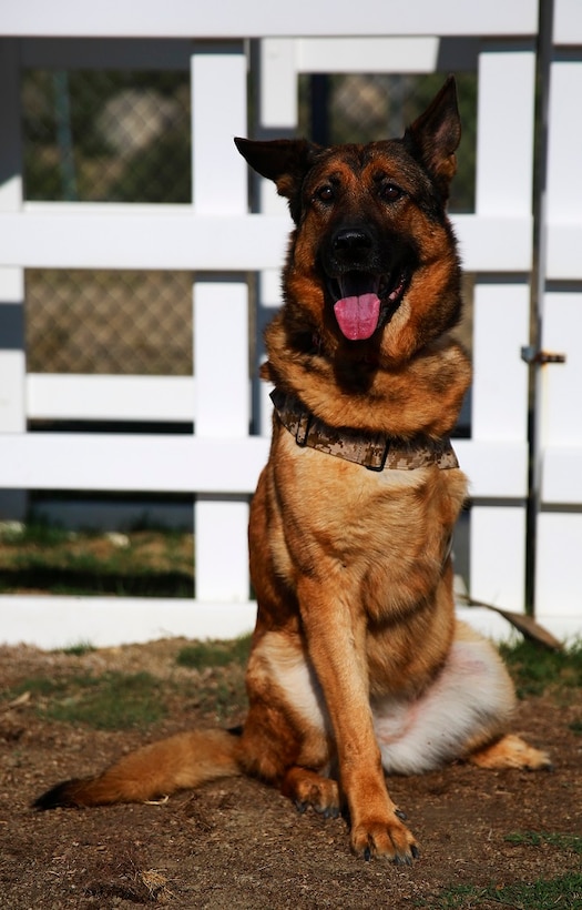 Lucca, a 12-year-old retired Marine Corps military working dog, visits Camp Pendleton Feb. 29, 2016. Before her retirement in 2012, Lucca completed two deployments to Iraq and one to Afghanistan where she led approximately 400 patrols until she was injured by an improvised explosive device. No Marines were injured on any patrol she led, including her final patrol where the explosion cost Lucca her front left leg. Lucca has been selected to receive the Dickin Medal, a European award that acknowledges outstanding acts of bravery or devotion to duty by animals serving with the armed forces or civil defense. (U.S. Marine Corps photo by Lance Cpl. Caitlin Bevel)