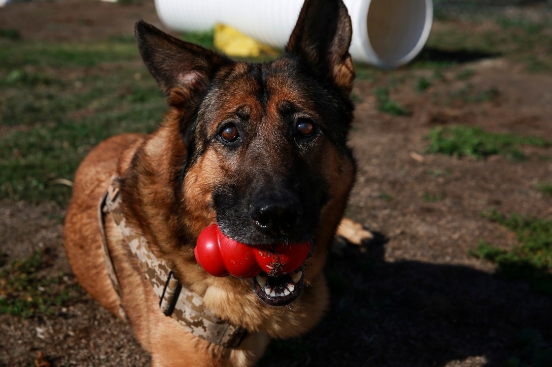 Lucca, a 12-year-old retired Marine Corps military working dog, chews on a toy at Camp Pendleton Feb. 29, 2016. Before her retirement in 2012, Lucca completed two deployments to Iraq and one to Afghanistan where she led approximately 400 patrols until she was injured by an improvised explosive device.  No Marines were injured on any patrol she led, including her final patrol where the explosion cost Lucca her front left leg. Lucca has been selected to receive the Dickin Medal, a European award that acknowledges outstanding acts of bravery or devotion to duty by animals serving with the armed forces or civil defense. (U.S. Marine Corps photo by Lance Cpl. Caitlin Bevel)