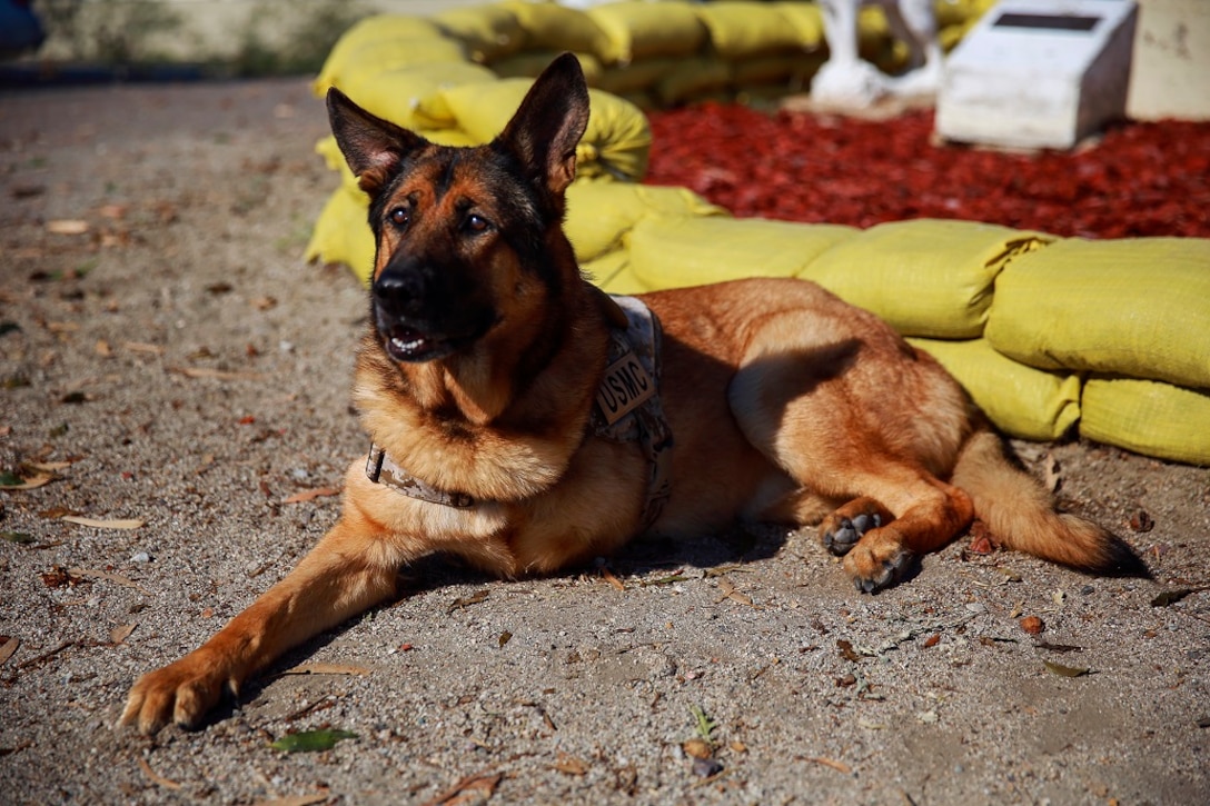 Lucca, a 12-year-old retired Marine Corps military working dog, visits Camp Pendleton Feb. 29, 2016. Before her retirement in 2012, Lucca completed two deployments to Iraq and one to Afghanistan where she led approximately 400 patrols until she was injured by an improvised explosive device.  No Marines were injured on any patrol she led, including her final patrol where the explosion cost Lucca her front left leg. Lucca has been selected to receive the Dickin Medal, a European award that acknowledges outstanding acts of bravery or devotion to duty by animals serving with the armed forces or civil defense. (U.S. Marine Corps photo by Lance Cpl. Caitlin Bevel)