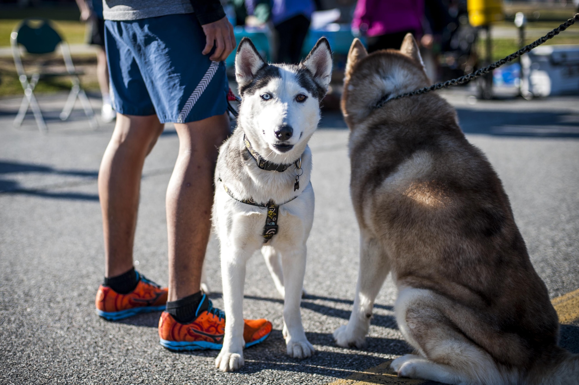 Luna, dog of U.S. Air Force Staff Sgt. David Stringer, 41st Rescue Squadron special missions aviator, and race participants, prepare for the start of the Family & Furry Friends 5k, March 5, 2016, at Moody Air Force Base, Ga. Participants rode on rollerblades, bikes and scooters alongside their dogs during the 5k. (U.S. Air Force photo by Airman 1st Class Lauren M. Johnson)