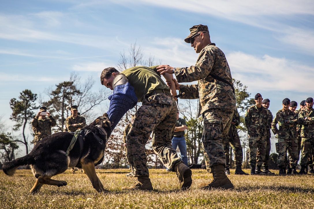 A military working dog bites U.S. Marine Corps Cpl. Nicholas J. Digregorio during a demonstration for visiting Dutch marines on Camp Lejeune, N.C., March 7, 2016. The Dutch marines do not have a canine unit and look to the U.S. Marines for support with military working dogs. Digregorio, a military policeman assigned to the 2nd Law Enforcement Battalion, walked through several scenarios to demonstrate how working dogs benefit infantry units. Marine Corps photo by Lance Cpl. Erick Galera

