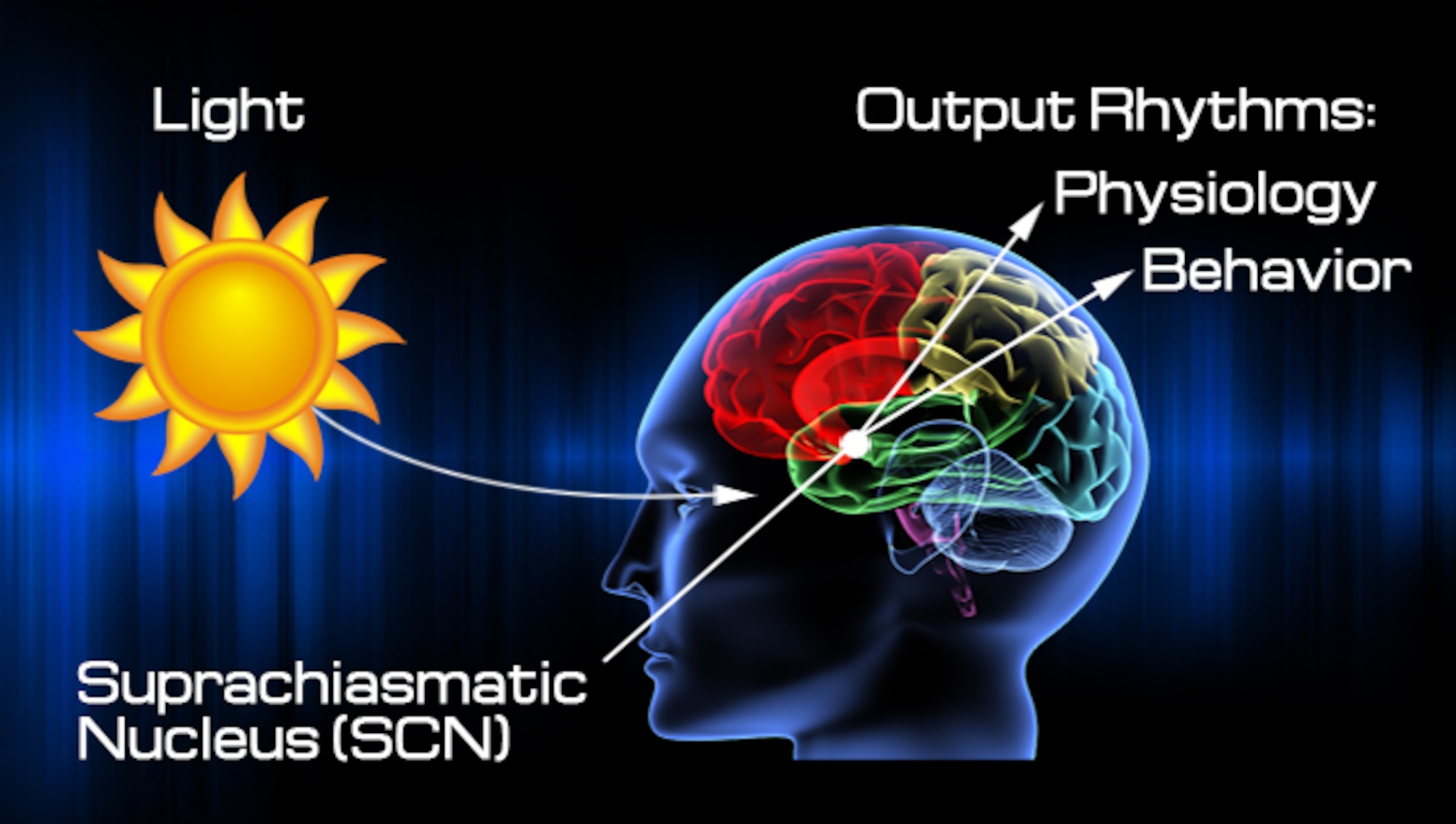 This diagram illustrates the influence of light and darkness on the circadian rhythm and related physiology and behavior through the suprachiasmatic nucleus in the brain. (Graphic courtesy of Steve Thompson, AFMS Public Affairs)