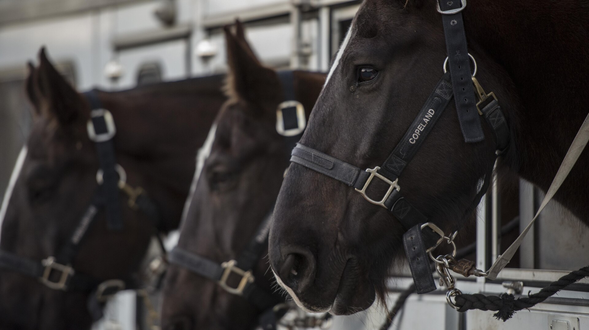 Joint Base San Antonio-Fort Sam Houston Caisson Section horses are transported in a trailer Feb. 5 at JBSA-Fort Sam Houston. 12 horses belong to the JBSA-Fort Sam Houston Caisson Section, each weighing up to 1,700 pounds.