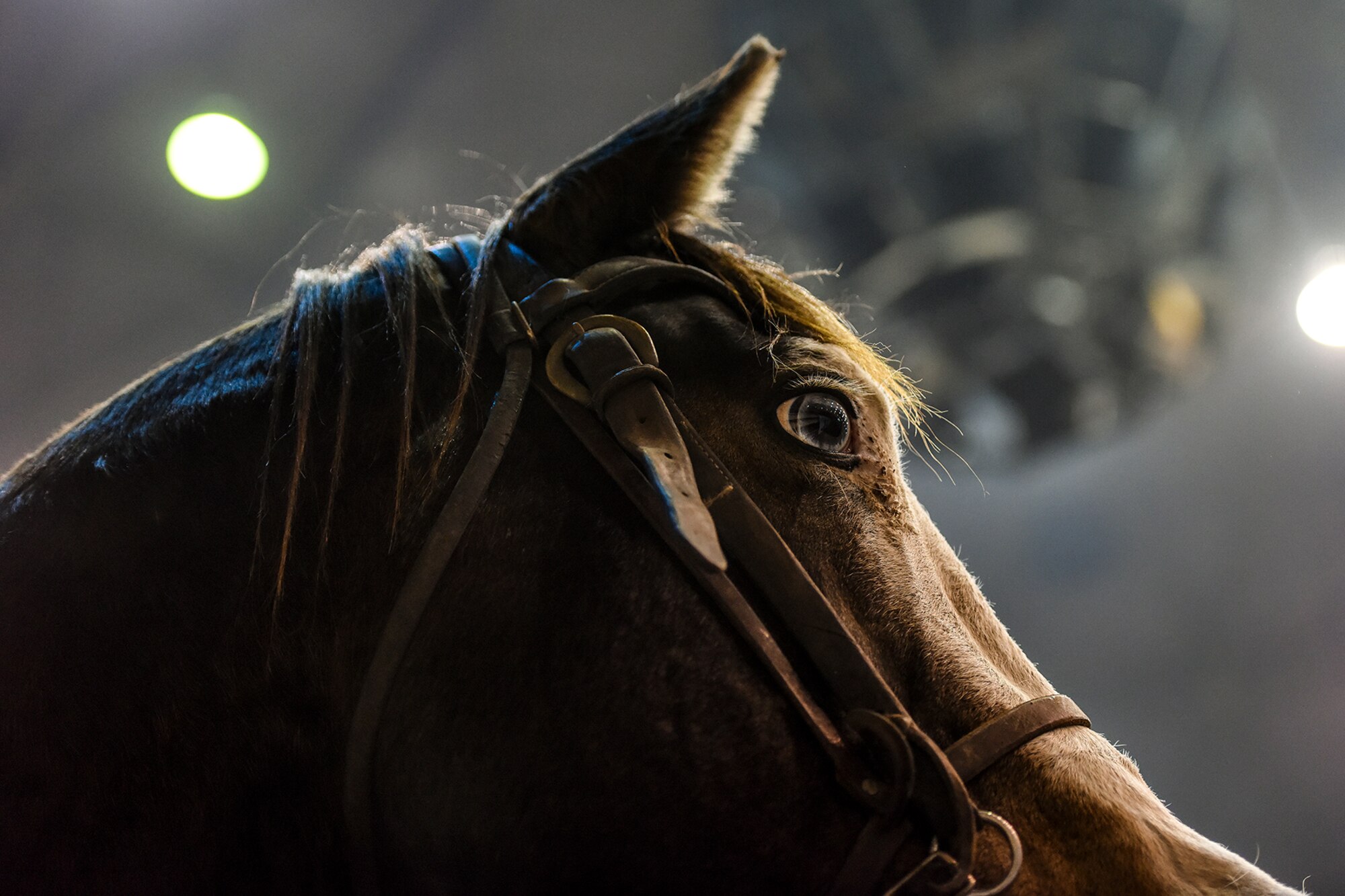 A horse stands in the Foster Communications Coliseum during the 84th annual San Angelo Stock Show and Rodeo in San Angelo, Texas, Feb. 17, 2016. Since its beginnings in 1932, the San Angelo Stock Show and Rodeo is one of the longest running rodeos in the world. (U.S. Air Force photo by Senior Airman Devin Boyer/Released) 